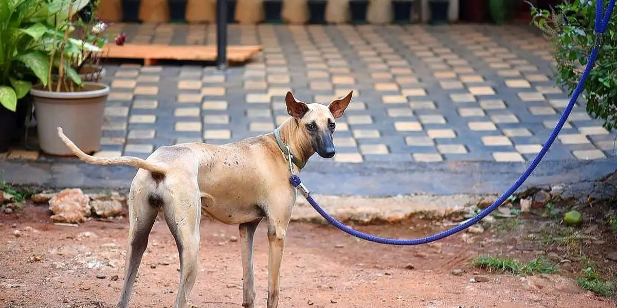 Indian, street dog, dogs