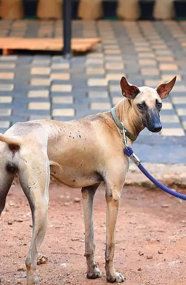 Indian, street dog, dogs