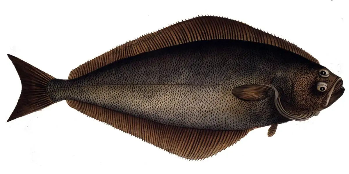Halibut 