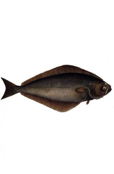 Halibut 