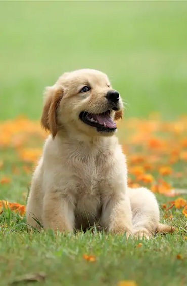 Indian, street dog, dogs