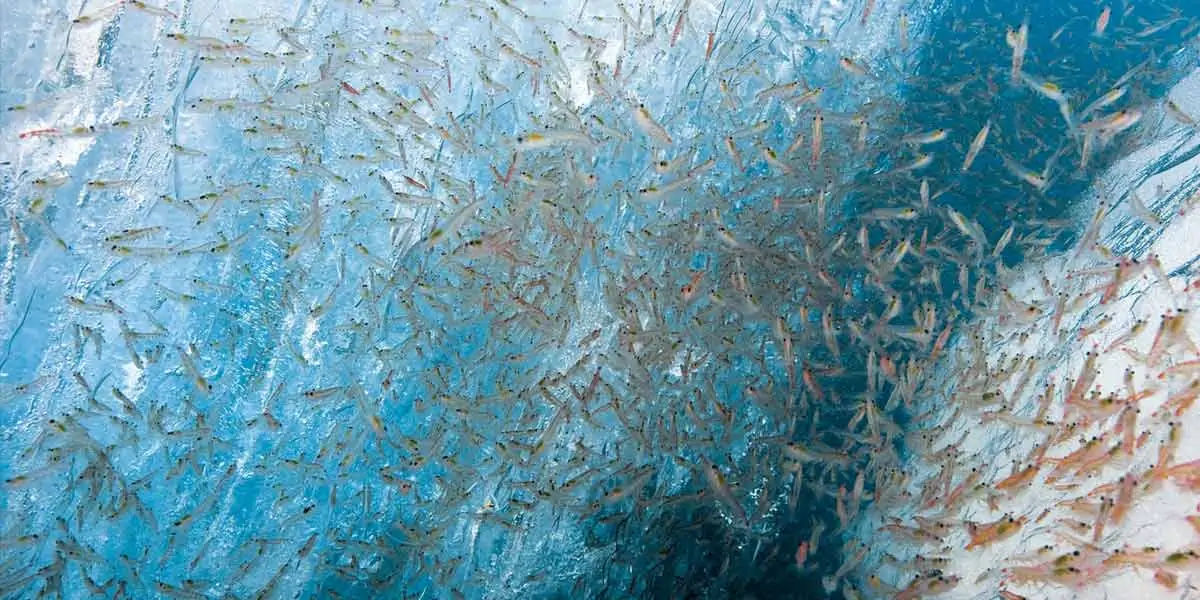 Antarctic environment