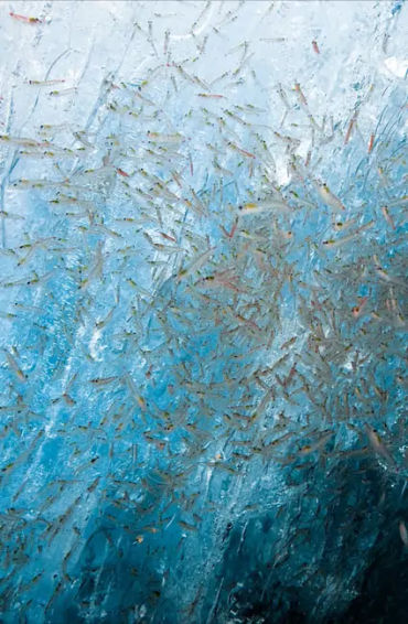 Antarctic environment