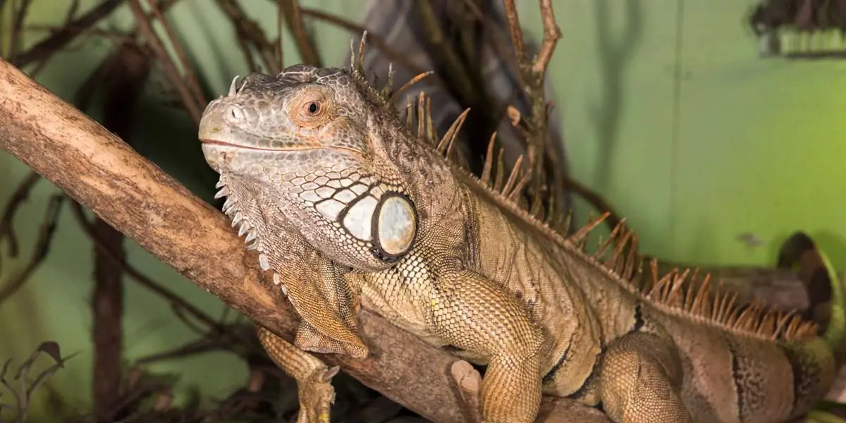 iguana, reptile