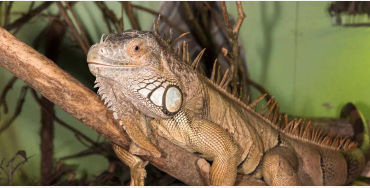 iguana, reptile