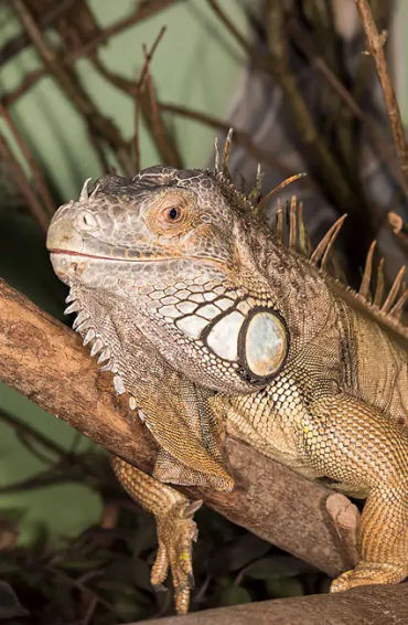 iguana, reptile