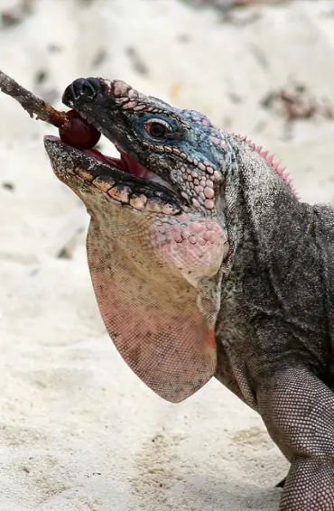 iguana, reptile
