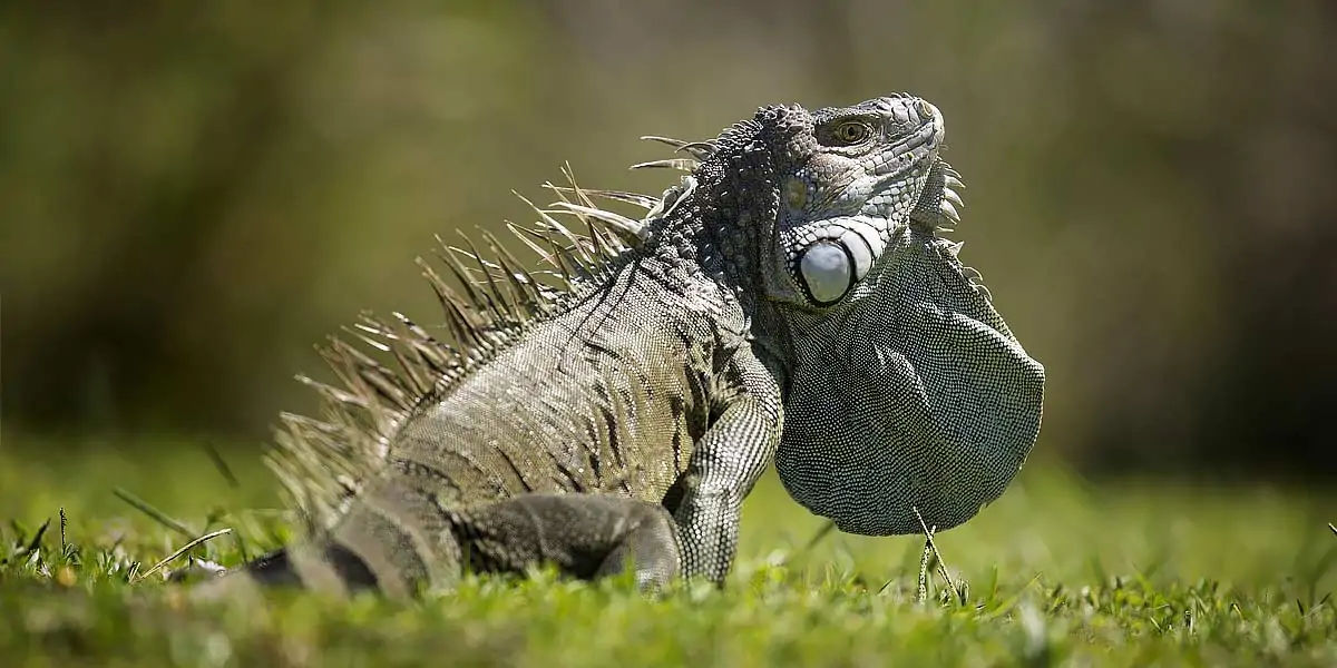 are iguanas afraid of dogs