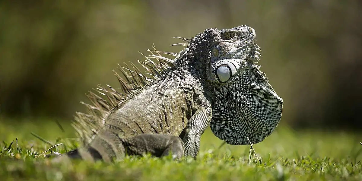 iguana, reptile