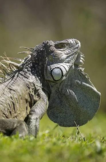 iguana, reptile