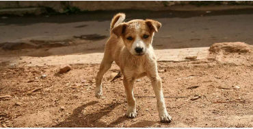Indian, street dog, dogs