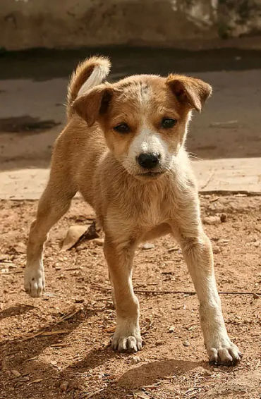 Indian, street dog, dogs