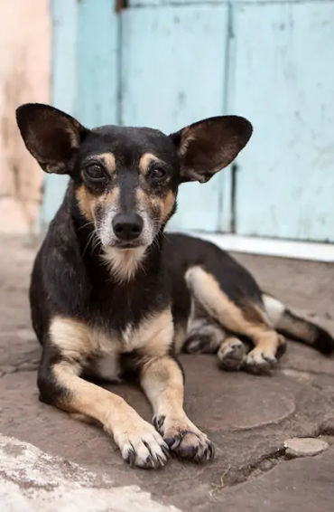 Indian, street dog, dogs