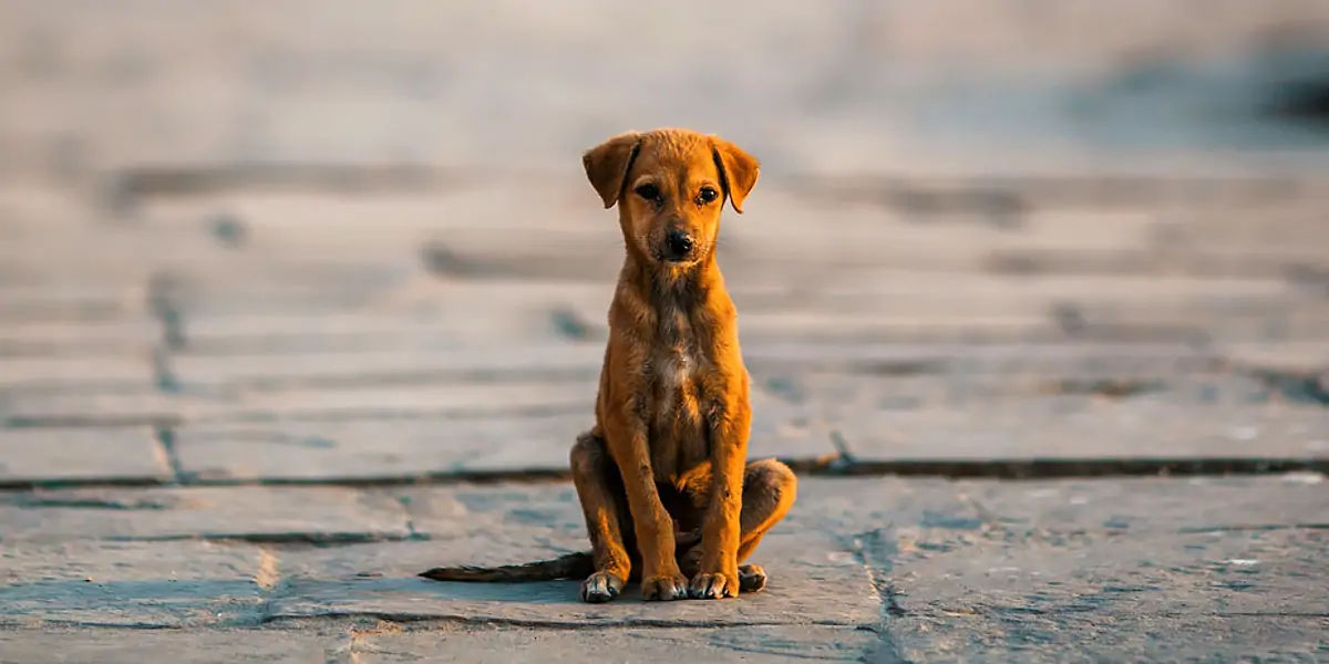 Indian, street dog, dogs