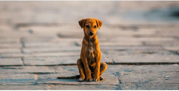 Indian, street dog, dogs