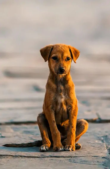 Indian, street dog, dogs