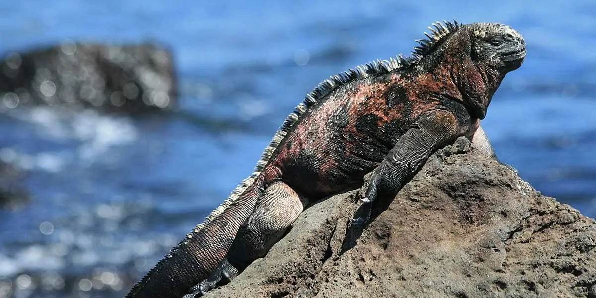iguana, reptile