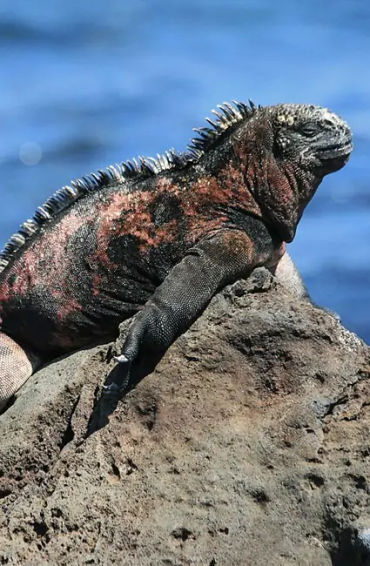 iguana, reptile