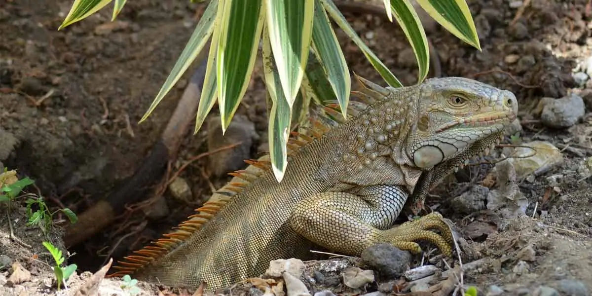 iguana, reptile