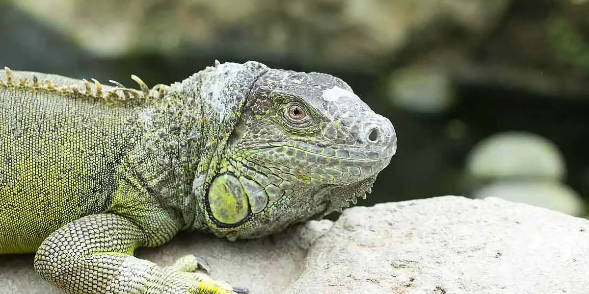 iguana, reptile