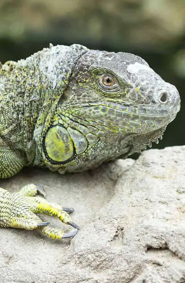 iguana, reptile