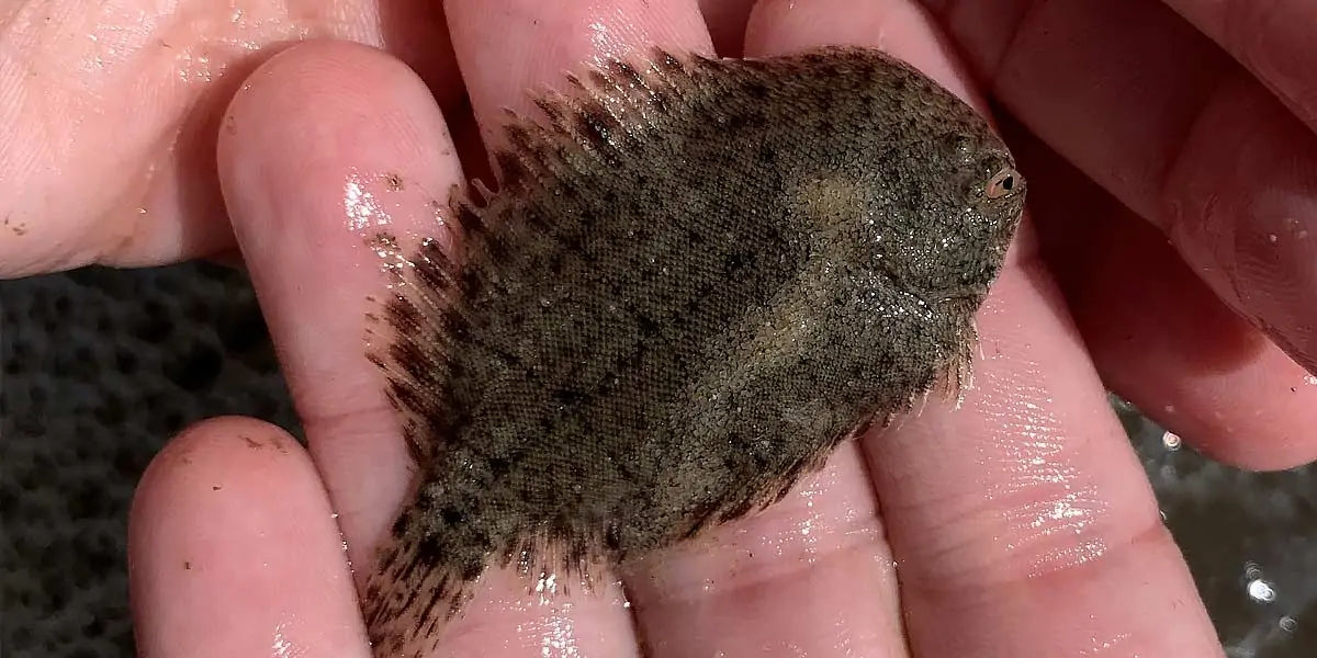 flounder, fish, hogchoker