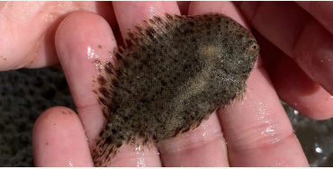 flounder, fish, hogchoker