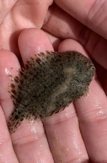 flounder, fish, hogchoker