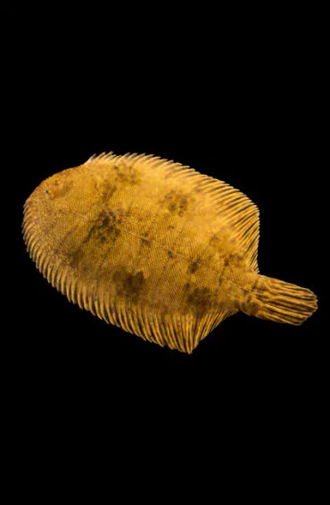 flounder, fish, hogchoker