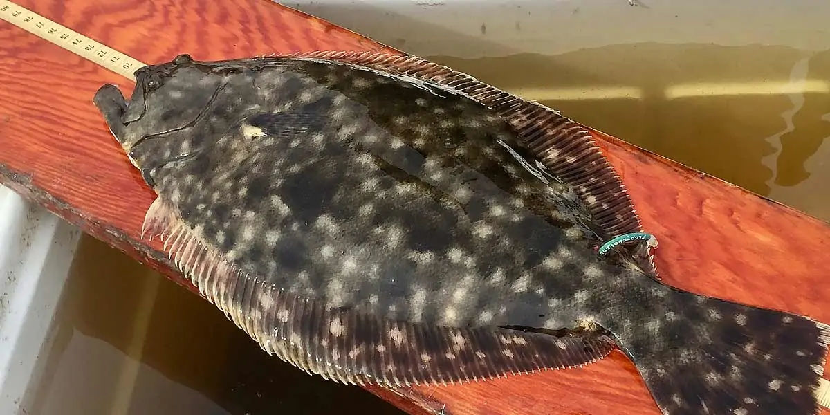flounder, fish, hogchoker