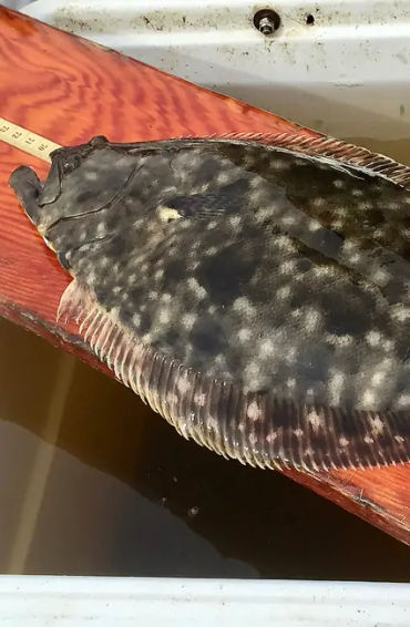 flounder, fish, hogchoker