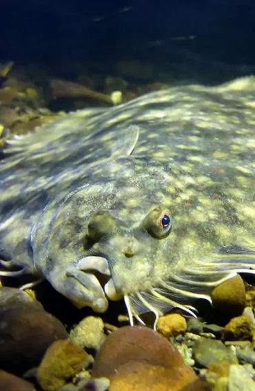 flounder, fish, hogchoker, freshwater, fish, flatfish