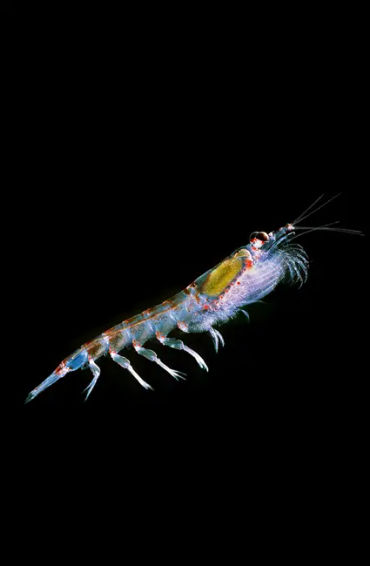 Krill 