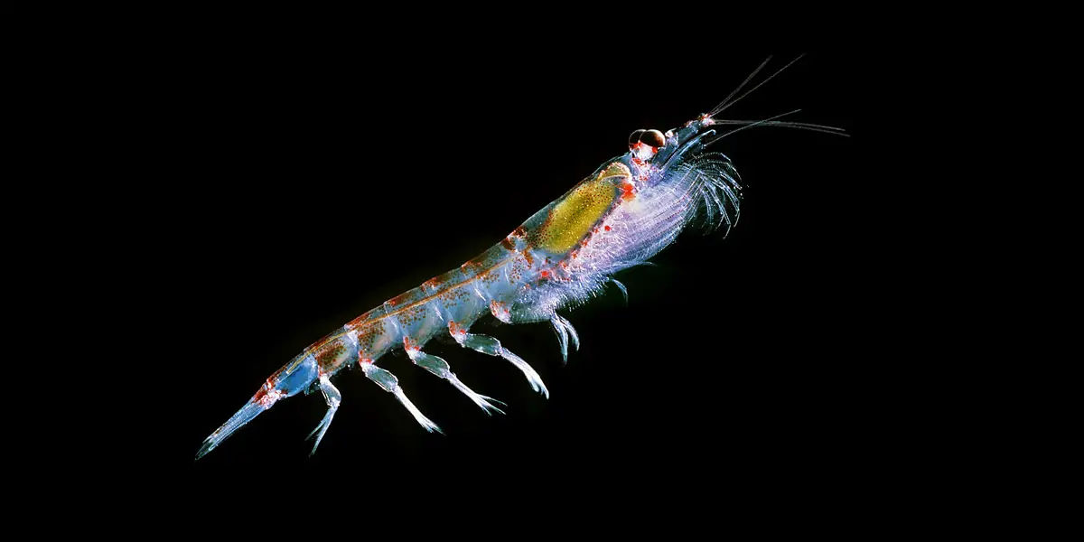 Krill