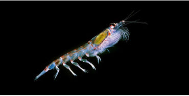 Krill 