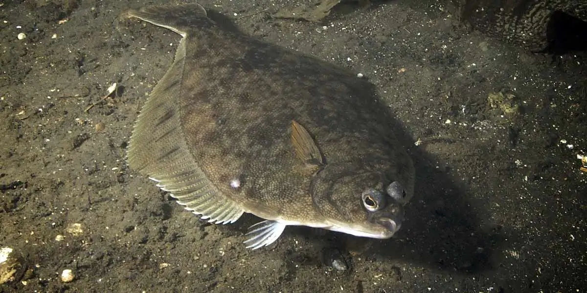 Flat Fish