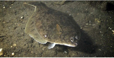 Flat Fish