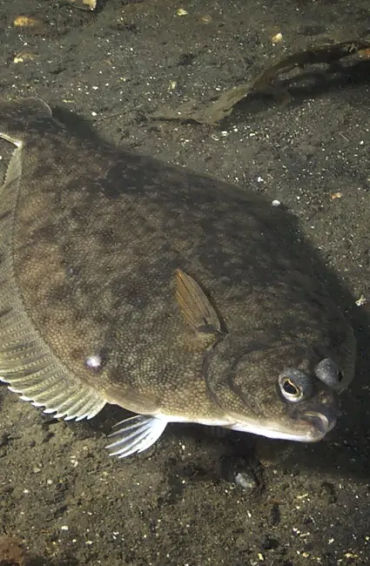 Flat Fish