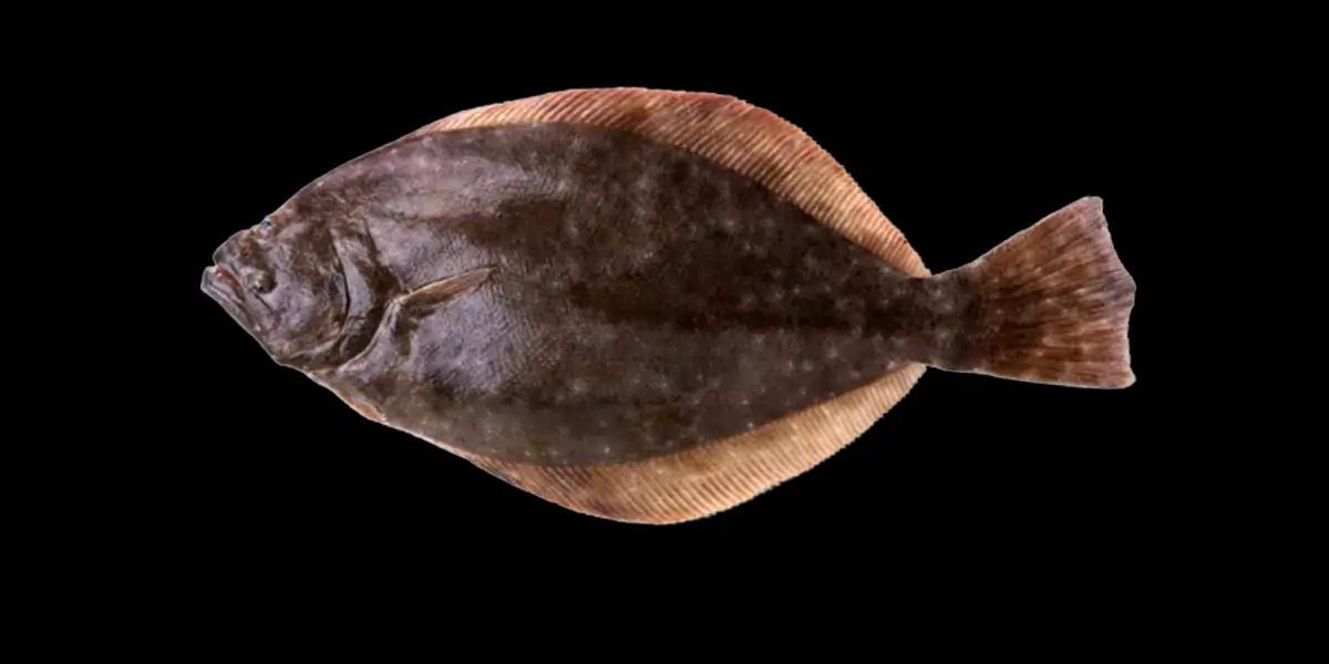 flounder, fish, hogchoker, freshwater, fish, flatfish