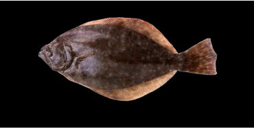flounder, fish, hogchoker, freshwater, fish, flatfish
