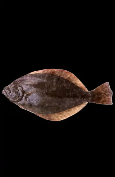 flounder, fish, hogchoker, freshwater, fish, flatfish