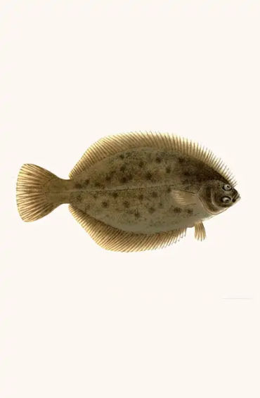 flounder, fish, hogchoker, freshwater, fish, flatfish