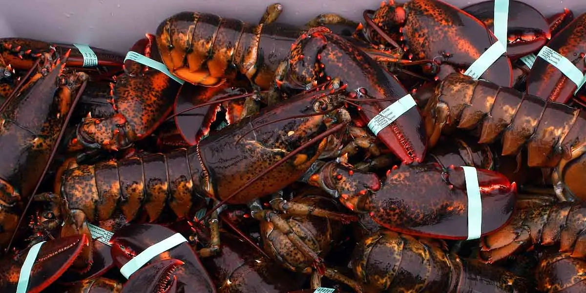 lobster, sea animal