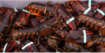 lobster, sea animal
