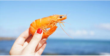 lobster, crabs, clams, mussels