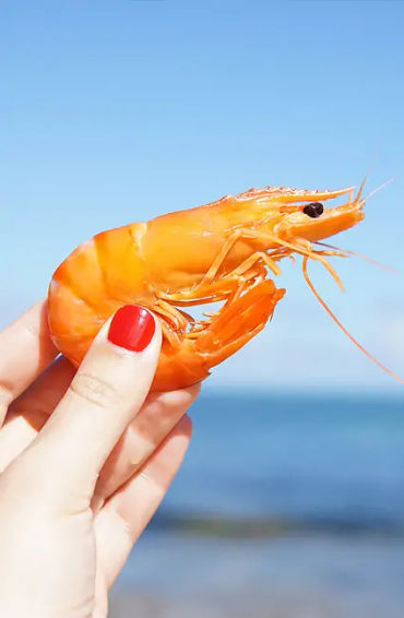 lobster, crabs, clams, mussels