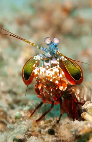 lobster, crabs, clams, mussels