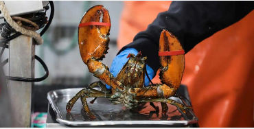lobster, crabs, clams, mussels