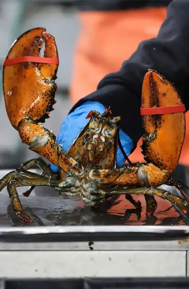 lobster, crabs, clams, mussels