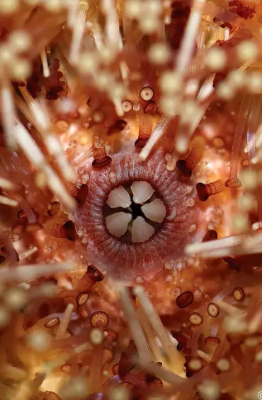 lobster, crabs, clams, mussels